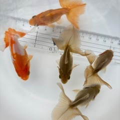 金魚 ★土佐錦 2歳★ ☆5匹セット 3000円☆の画像