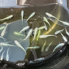 メダカ サバの極み 1匹100円の画像