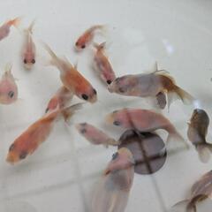 【金魚】江戸錦の幼魚🌟先祖返りレア?！☝️２０匹［東錦のように背びれがあるタイプです］🌈の画像