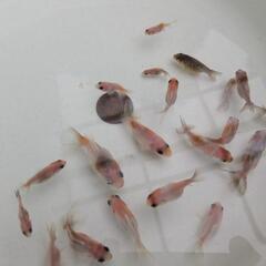 【金魚】江戸錦の幼魚🌟先祖返りレア?！☝️２０匹［東錦のように背びれがあるタイプです］🌈の画像