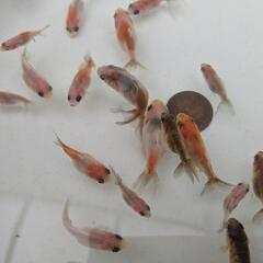 【金魚】江戸錦の幼魚🌟先祖返りレア?！☝️２０匹［東錦のように背びれがあるタイプです］🌈の画像