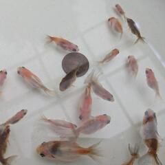 【金魚】江戸錦の幼魚🌟先祖返りレア?！☝️２０匹［東錦のように背びれがあるタイプです］🌈の画像