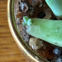 アデニアグラウカ(カット)アガベ 2個多肉挿し葉の画像