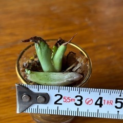 アデニアグラウカ(カット)アガベ 2個多肉挿し葉の画像