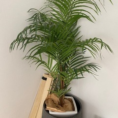 観葉植物　造花の画像