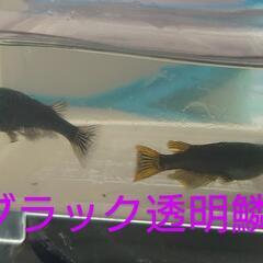 メダカ４匹（楊貴妃、ブラック透明鱗）の画像