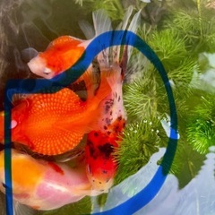 金魚　赤ちゃん　30匹の画像