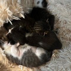 子猫たちですもらって欲しい