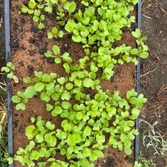 オータムポエム　アスパラ菜の苗🌱の画像