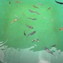 メダカ２ペアと水草3種の画像