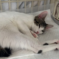キジ白の女の子🐾