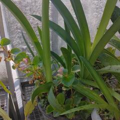 鉢植えの植物の画像