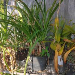 鉢植えの植物の画像