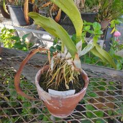 鉢植えの植物の画像
