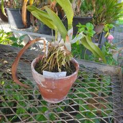 鉢植えの植物の画像