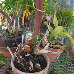 鉢植えの植物の画像