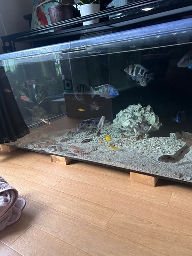 アクリル水槽120cm