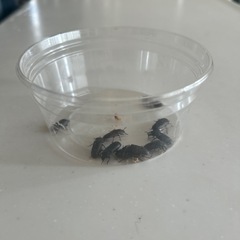 ゴミムシダマシ　ミルワーム　成虫　10匹　の画像