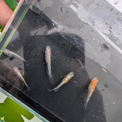 【お得な選別漏れ個体】若魚 5匹　天照紅白体外光の選別漏れ　アマテラスの画像