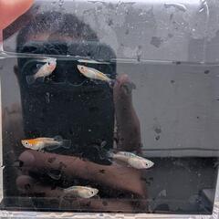【お得な選別漏れ個体】若魚 5匹　天照紅白体外光の選別漏れ　アマテラスの画像