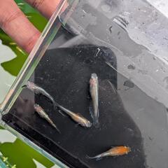 【お得な選別漏れ個体】若魚 5匹　天照紅白体外光の選別漏れ　アマテラスの画像