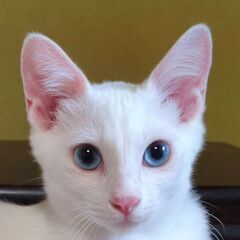 生後３ヶ月半位　子猫におもちゃを譲ってあげる優しい性格のあ…