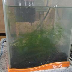 金魚 水槽 飼育 処分