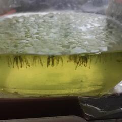 水草🌱🐡の画像