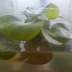 ホテイソウ🌱の画像
