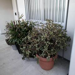 取引中です  植物  の画像