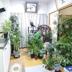 取引中です  植物  の画像