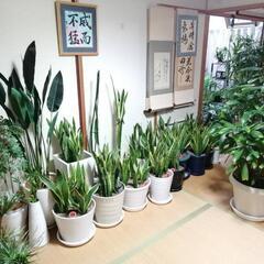 取引中です  植物  の画像