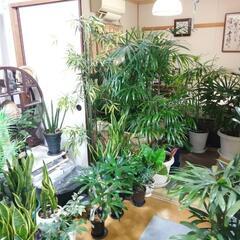取引中です  植物  の画像