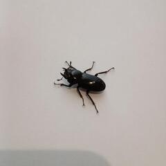 リュウキュウコクワガタペア(25/8/8大宜味村採集)の画像