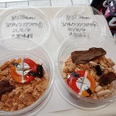 リュウキュウコクワガタペア(25/8/8大宜味村採集)の画像