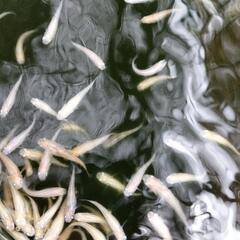 メダカの画像