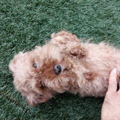 トイプードル　３歳１０ヶ月　メス