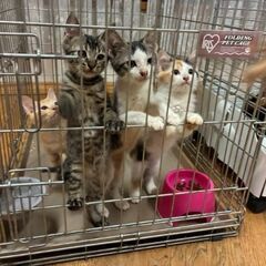 可愛い子猫達と美人な三毛猫のママ【8月10日(日曜日)　🌟…
