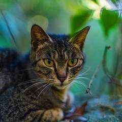 猫カフェ、ウサギカフェ、フクロウカフェなどなど