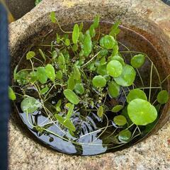 🐟改良メダカ🐟格安提供🉐の画像