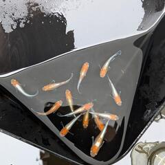  ビーンズ様血統F1　天照　紅白体外光　アマテラス　メダカ　若魚、成魚　1ペア　♂1♀1の画像