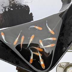  ビーンズ様血統F1　天照　紅白体外光　アマテラス　メダカ　若魚、成魚　1ペア　♂1♀1の画像