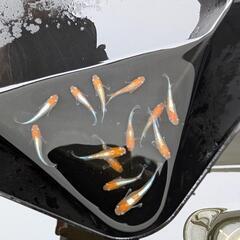  ビーンズ様血統F1　天照　紅白体外光　アマテラス　メダカ　若魚、成魚　1ペア　♂1♀1の画像