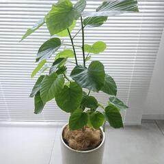 ◼️フィカスウンベラータ◼️6号　90センチ　観葉植物の画像