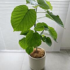 ◼️フィカスウンベラータ◼️6号　90センチ　観葉植物の画像