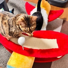 猫ちゃん爪とぎ　遊具の画像