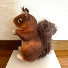 【未使用】エゾリスのぬいぐるみ 水洗い可 子供 ペットにの画像