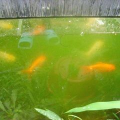 金魚-オランダ獅子頭の画像