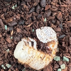 カブトムシの画像