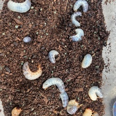 カブトムシの画像